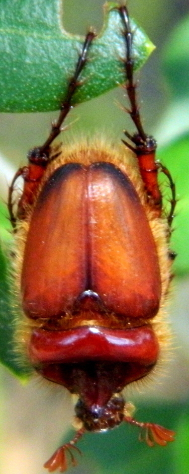 scarabeo da identificare - Pachypus candidae (cfr.)